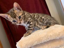 Shipping and handling costs are additional ~ we work with a courier that will hand deliver to the airport near you. Bengal Kittens Available Registered Bengals
