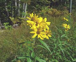 Image result for Sphaeranthus flexuosus