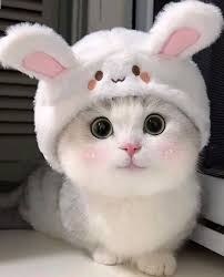 🚣🏻 hello kitty 🚣🏻 #hellokittycollection #凯蒂猫 #hellokittyfans  #hellokittylovers #hellokittyfan #hellokittylover #hellokitty  #HelloKittyLove