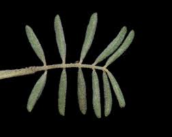 Image result for Indigofera hedyantha