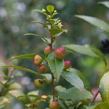 Image result for Rhamnus prinoides