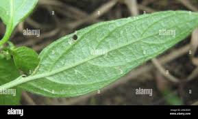 Image result for Justicia flava