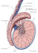 Varicocele Natural Treatment Or Varicocele Surgery