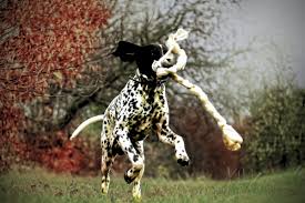 Image result for auvergneský ohař