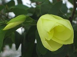 Image result for Alvesia