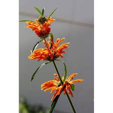 Image result for Leonotis decadonta