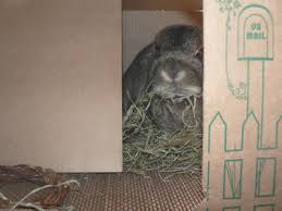 Permet au lapin de profiter de la vie sans être esclave de ses hormones et de ses envies sexuelles incontrôlées. Photo De Lapin Trop Drole