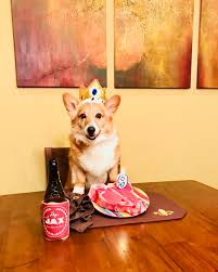A day late but happy first birthday bunny! Happy Birthday Jax Corgi