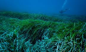 Image result for Pycnospora