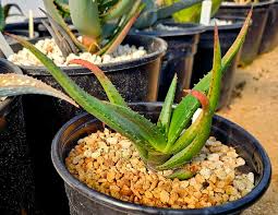 Image result for Aloe cryptopoda