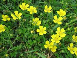 I and my friend aishwarya we both have explained the flowers names in english alphabetical order. A List Of Flower Names From A To Z Dengarden