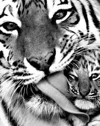 Black And White Baby Tiger Pictures Black And White Tiger Tumblr Imagenes De Animales Fotografia Animal Animales Salvajes