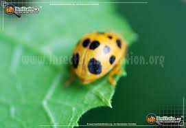Ladybugs prey on aphids, greenflies, and small insects. Squash Lady Beetle Epilachna Borealis