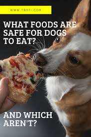Can My Dog Eat This In 2020 Dog Eating Dog Treats Homemade Recipes Human Food