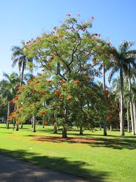 Image result for Colvillea