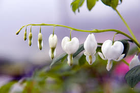 Image result for Dicentra spectabilis alba