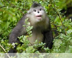 The Nature Conservancy Yunnan Golden Monkey Nature Conservation Year Of The Monkey Wild Cats