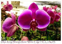 Dtps King Shiang 39 S Rose 39 White Edge 39 Hcc Aos King Shiang 39 S Kide X King Shiang 39 S Coral Orchid Arrangements Orchids Orchid Plants