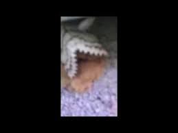 La lente agonie d'un papillon. Papillon De Nuit Ponte Des Oeufs Youtube