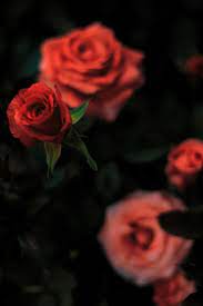 Your favorite red roses aesthetic wallpapers. Red Rose Aesthetic Wallpapers On Wallpaperdog