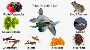 What Do Catfish Eat Feeding Nature