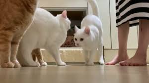 Kata nya gemesin bangat udah lucu dan imut lg comment from. Download Anak Kucing Lucu Imut Cln Animal Video Daily Movies Hub