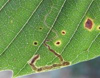 Image result for Stigmella samiatella