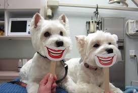 Healthy Teeth Right From The Start