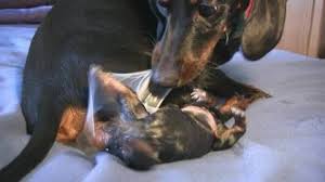 Dachshunds are energetic, brave, intelligent and independent. Dachshund 1st Puppy Birth Youtube