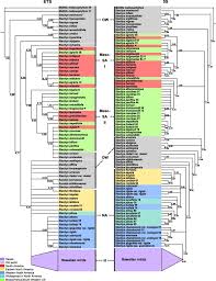 Image result for Stachys aculeolata