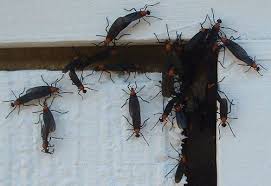 Pin By Yyxy On Endless Black Hole Love Bugs Car Central Florida