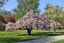 Prunus Serrulata Shirofugen Zierkirsche Aus Ruanda Prunus Garden Prunus Serrulata