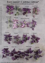 Image result for Tradescantia zebrina