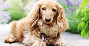 english cream dachshund a posh english gentleman english cream dachshund cream dachshund dachshund