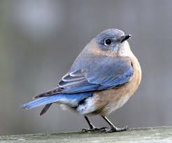 Birds Of Eastern North America Eastern Bluebird Sialia Sialis Bird Pet Birds Blue Bird Beautiful Birds