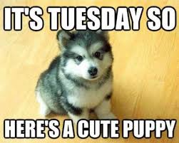 Funny Tuesday Morning Memes Sharing some crazy and hilarious funny tuesday morning quotes, sayings, images, pictures and mor to tickle your funny bone to start your morning with.