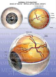 Image result for Retinal Anatomy