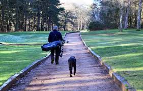 Over his past five tournaments, he's gained an average of just under seven strokes with his irons. Izzy Golf Loving Dog With More Than 1 000 Rounds At Woburn Golf Club Dies At Age 12 Morning Read
