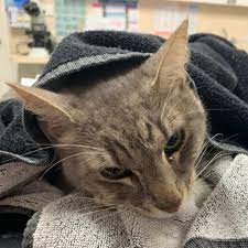 You can also upload and share your favorite doja cat wallpapers. Brave Cat Dies After Leaping Into Action To Protect Children From Deadly Snake 7news Com Au