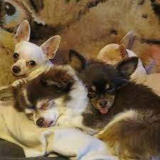 Since our beginning in 2011, more than 2,000 animals have been adopted to loving forever homes. Fur Ever Small Dog Rescue And Small Dog Special Needs Retirement Haven Home Facebook