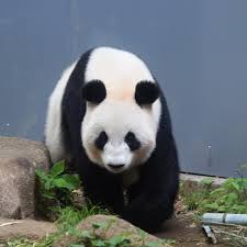 美しい丸顔のおシン母ちゃん panda bear panda animals