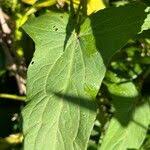 Image result for Rumex sagittatus