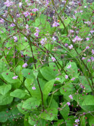 Image result for Talinum paniculatum