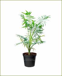 The spots are small and milky white in. Parlor Palm Chamaedorea Elegans 18 Inch