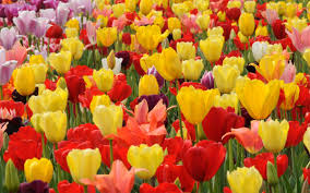 Beautiful flowers wallpapers beautiful rose flowers beautiful flower arrangements amazing flowers pretty flowers good. Springflowerfestival On Twitter The Most Beautiful Flowers In The World Happyspring Memories Happyspring 2017 Tulips