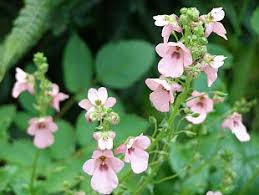 Image result for ostruhatka