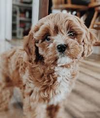 Your $200 deposit will go towards your puppies adoption price. Cavapoos Grace S Puppies