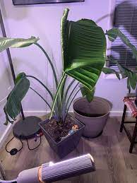Bird of paradise is easy to grow indoors in a pot, provided you expose it to adequate sunlight and keep the soil consistently moist. Bird Of Paradise Has Been Struggling With The Lack Of Bright Direct Light It S Used To It Was Beginning To Unfurl When I Brought It Over But Hasn T Finished Now This Is