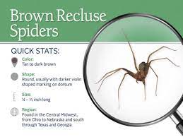 One of only a handful couple of animal categories destructive to individuals in. Spider Bites Flashcards Quizlet
