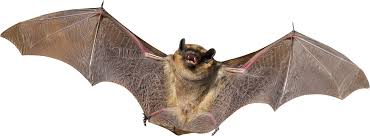 Real Bat Png Download Image Png Arts All images and logos are crafted with great workmanship. real bat png download image png arts